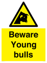 beware-young-bulls~